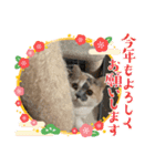 にゃんこのこみゅ8（個別スタンプ：13）