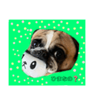 ぶさかわ犬スカイ君3（個別スタンプ：5）