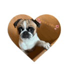 ぶさかわ犬スカイ君3（個別スタンプ：6）