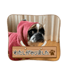 ぶさかわ犬スカイ君3（個別スタンプ：7）