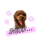 もかすたんぷ実写版（個別スタンプ：6）