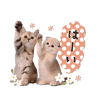 可愛い♡子猫いっぱいスタンプ（個別スタンプ：3）