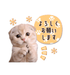 可愛い♡子猫いっぱいスタンプ（個別スタンプ：4）