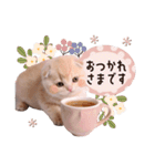 可愛い♡子猫いっぱいスタンプ（個別スタンプ：5）