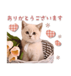 可愛い♡子猫いっぱいスタンプ（個別スタンプ：7）