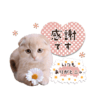 可愛い♡子猫いっぱいスタンプ（個別スタンプ：8）