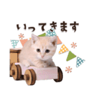 可愛い♡子猫いっぱいスタンプ（個別スタンプ：10）