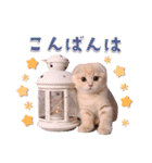 可愛い♡子猫いっぱいスタンプ（個別スタンプ：14）