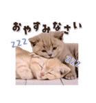 可愛い♡子猫いっぱいスタンプ（個別スタンプ：16）