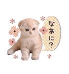 可愛い♡子猫いっぱいスタンプ（個別スタンプ：20）