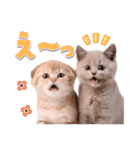 可愛い♡子猫いっぱいスタンプ（個別スタンプ：21）