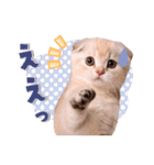 可愛い♡子猫いっぱいスタンプ（個別スタンプ：22）