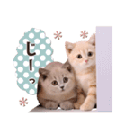 可愛い♡子猫いっぱいスタンプ（個別スタンプ：24）