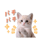 可愛い♡子猫いっぱいスタンプ（個別スタンプ：25）