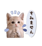 可愛い♡子猫いっぱいスタンプ（個別スタンプ：27）