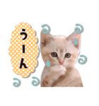 可愛い♡子猫いっぱいスタンプ（個別スタンプ：28）