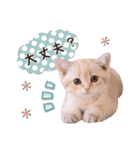 可愛い♡子猫いっぱいスタンプ（個別スタンプ：29）