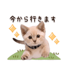 可愛い♡子猫いっぱいスタンプ（個別スタンプ：33）