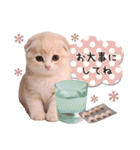 可愛い♡子猫いっぱいスタンプ（個別スタンプ：37）