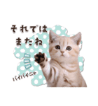 可愛い♡子猫いっぱいスタンプ（個別スタンプ：40）