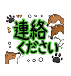 デカ文字！敬語•丁寧語と柴犬たち（個別スタンプ：31）