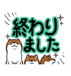 デカ文字！敬語•丁寧語と柴犬たち（個別スタンプ：35）