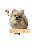 ぱん公実写（個別スタンプ：1）