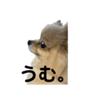 ぱん公実写（個別スタンプ：3）