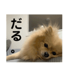 ぱん公実写（個別スタンプ：9）