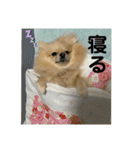 ぱん公実写（個別スタンプ：14）