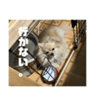 ぱん公実写（個別スタンプ：17）