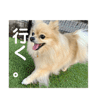 ぱん公実写（個別スタンプ：18）