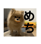 ぱん公実写（個別スタンプ：19）