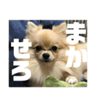 ぱん公実写（個別スタンプ：21）