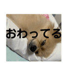 ぱん公実写（個別スタンプ：22）