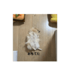 ぱん公実写（個別スタンプ：25）