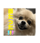 ぱん公実写（個別スタンプ：34）