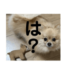 ぱん公実写（個別スタンプ：35）