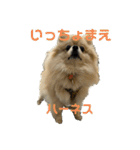ぱん公実写（個別スタンプ：36）