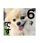 ぱん公実写（個別スタンプ：38）