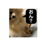 ぱん公実写（個別スタンプ：40）