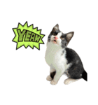 子猫(おと)のスタンプ（個別スタンプ：1）