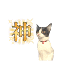 子猫(おと)のスタンプ（個別スタンプ：3）