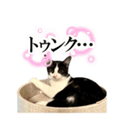 子猫(おと)のスタンプ（個別スタンプ：4）