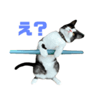 子猫(おと)のスタンプ（個別スタンプ：5）
