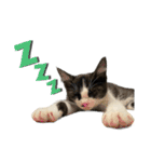 子猫(おと)のスタンプ（個別スタンプ：6）