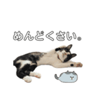 子猫(おと)のスタンプ（個別スタンプ：7）