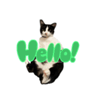 子猫(おと)のスタンプ（個別スタンプ：9）