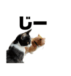子猫(おと)のスタンプ（個別スタンプ：10）