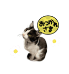 子猫(おと)のスタンプ（個別スタンプ：11）